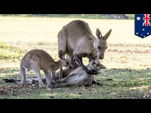 فيديو لقطات مؤثرة لأنثى كنغر تلفظ أنفاسها الأخيرة بجانب طفلها