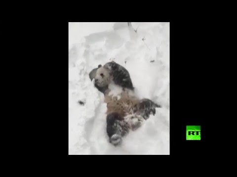 تيان تيان يرتمي في أحضان الثلوج