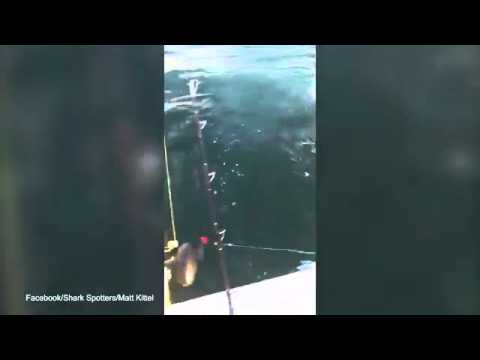 شاهد صيّاد ينقذ سمكة بيده من بين فكي قرش مفترس