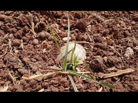 شاهد الألغام التي زرعها داعش تهدد حياة المزارعين