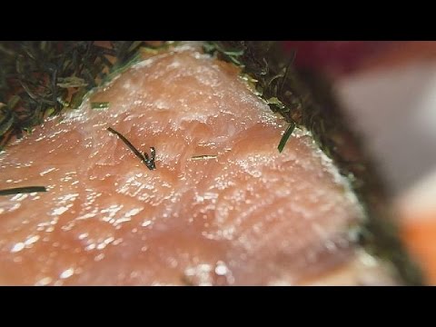 مشروع لإنتاج سمك السلمون من بقايا منتوجات بمساعدة بكتيريا خاصة