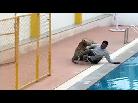 شاهد نمر يهاجم عاملًا داخل احدى المدارس في الهند