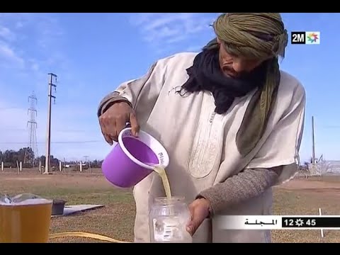 شاهد معالجة داء السرطان ببول الإبل