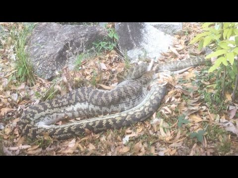 شاهدلقطات صادمة  لثعبان يأكل كنجارو