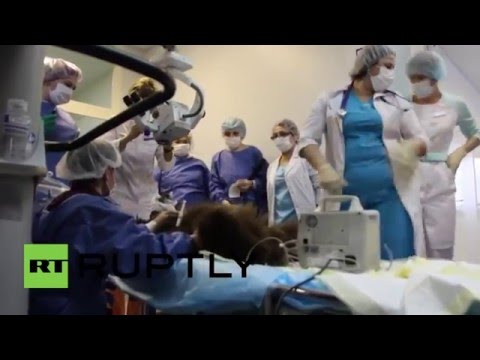 عملية جراحية لدبة بالسيرك الروسى تتسبب فى إخلاء مستشفى بشرى