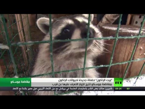 شاهد حيوانات الراكون تستقبل الضيوف