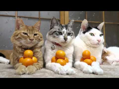 3 قطط يدخلن تحدى التوازن مع برتقال كومكوات