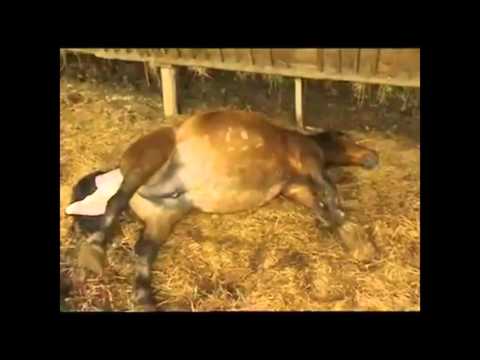 انثي حصان تضع مولودها في مشهد رائع