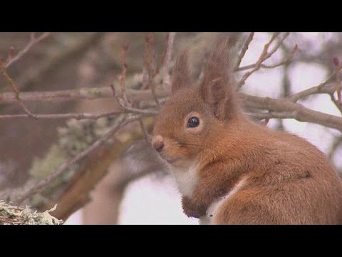 شاهد السنجاب الأحمر مهدّد بالإنقراض في اسكتلندا