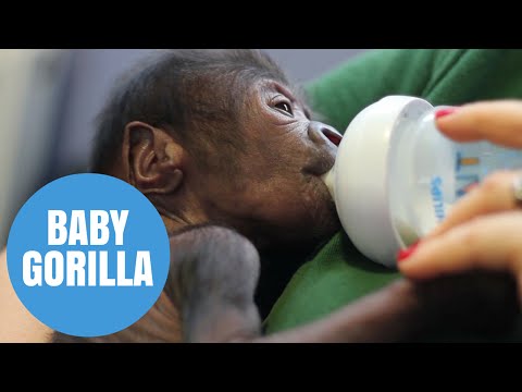 شاهد إجراء عملية ولادة قيصرية لغوريلا