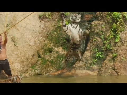 شاهد معبد نمور تايلاندي يواجه الإغلاق