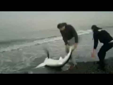 شاهد  شاب مغربي يصطاد سمكة قرش بيده