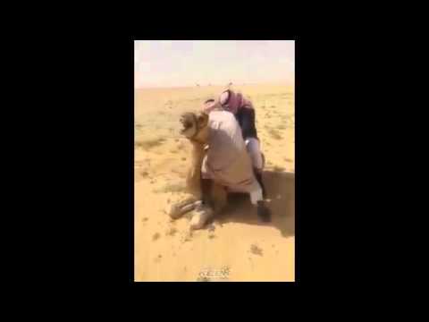 شاهد سقوط مؤلم لـخليجي من فوق جمل