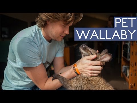 أميركي يتبنى كانجارو ويأخذه معه إلى أي مكان حتى العمل