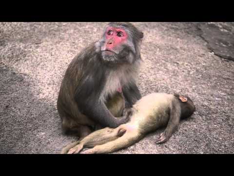 رد فعل قردة عند مشاهدة جسد ابنها الميت