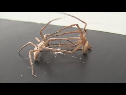 عنكبوت يربط أرجل أنثى ليتزوجها ثم يهرب