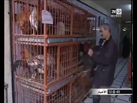 ارتفاع سعر الدجاج البلدي في المغرب