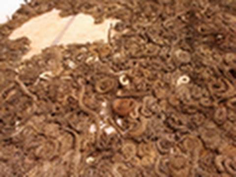 أميركا تحتفل بافتتاح معرض قتل الثعابين