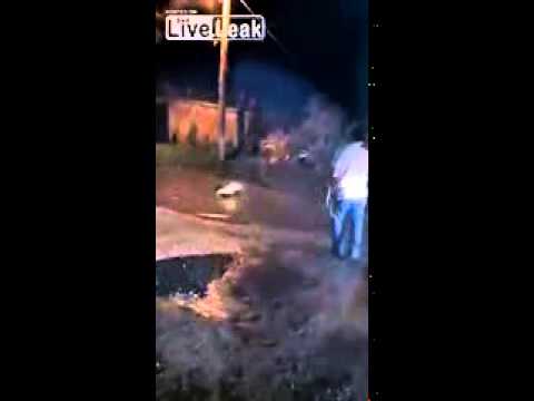 تمساح يدخل منطقة سكنية ويفترس كلبًا بوحشية 