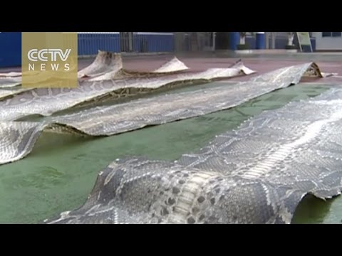 حرس الحدود الصينى يصادر 102 قطعة جلد ثعبان مهدد بالانقراض