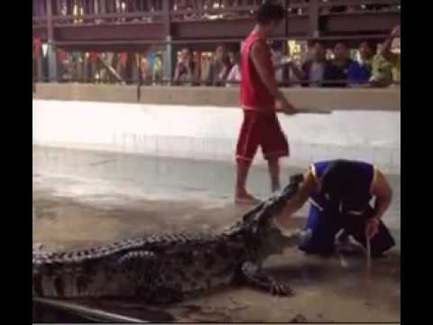 شاهد لحظات عصيبة لرجل سقط في مياه مليئة بالتماسيح