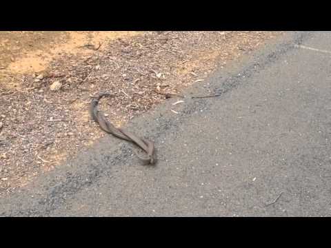 شاهد «خناقة» بين ثعبانين لجذب إنتباه الأنثى