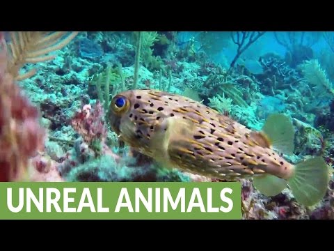 سمكة جميلة قادرة على قتل 30 رجل دفعة واحدة