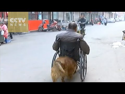 كلب “لطيف” يدفع كرسى صديقه المتحرك فى كل مكان يريده