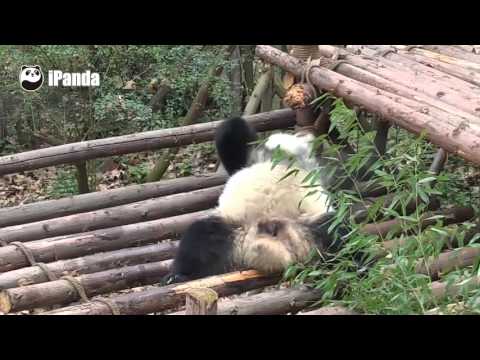 شاهد صغير باندا يشم قدمه فيصاب بحالة هستيرية