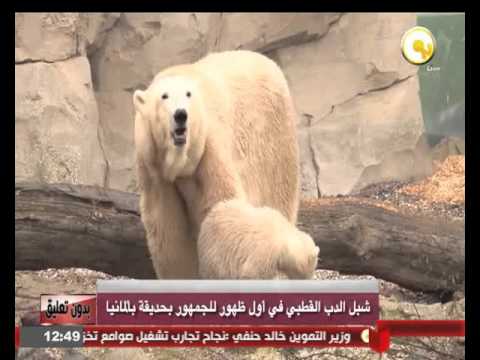 شبل الدب القطبي في أول ظهور للجمهور في حديقة في ألمانيا