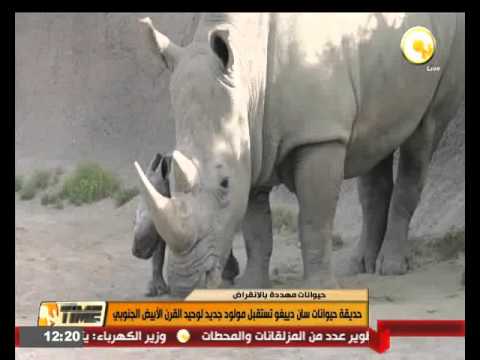 حديقة حيوانات سان دييغو تستقبل مولود جديد لوحيد القرن الأبيض الجنوبي