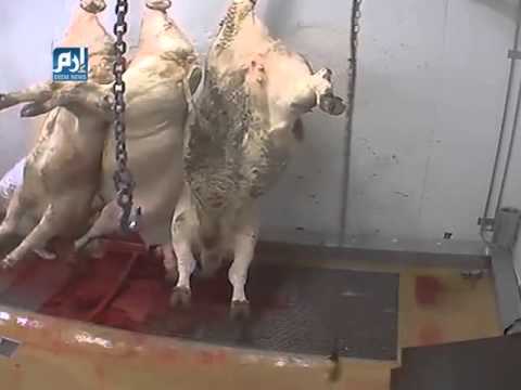 فضيحة في مذبح للخيول والمواشي في فرنسا