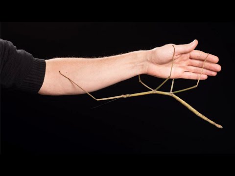 10 حيوانات مميزة تم اكتشافها حديثًا