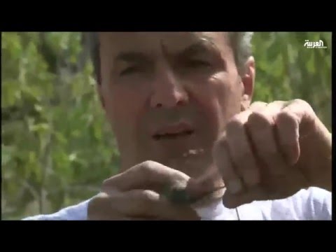 شاهد إعطاء هوية فلسطينية للطيور المهاجرة