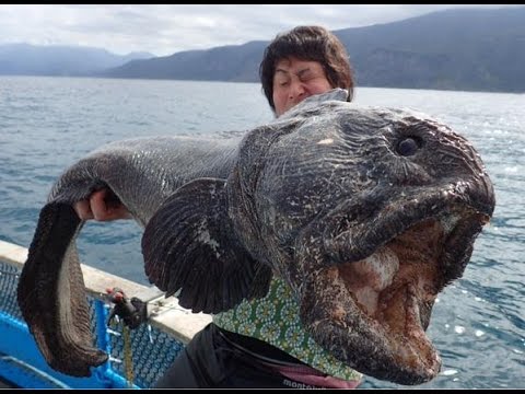 مخلوقات بحرية حقيقية و مرعبة في نفس الوقت