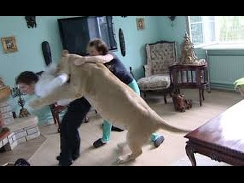 أخطر عشر هجمات للأسد على البشر