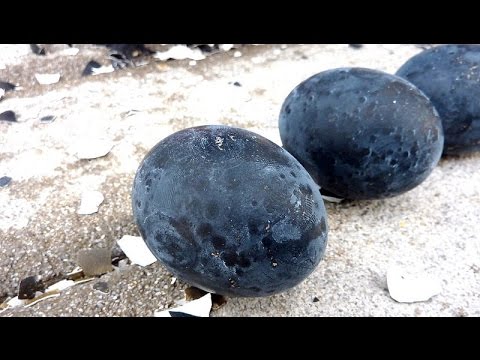 فيديو هل تعرف البيض الأسود