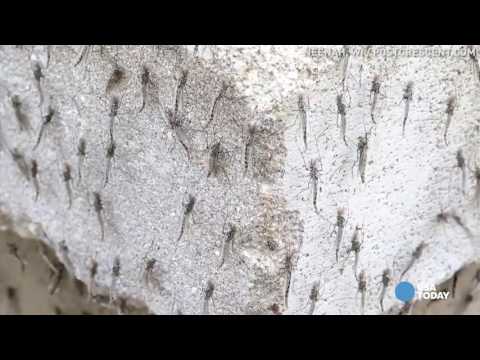 شاهد تريليونات ذباب البحيرة تحاصر مدينة أميركية