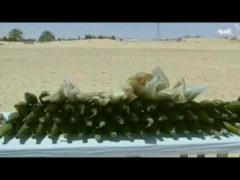 شاهد عملية الجيش في الجزائر لملاحقة الإرهاب