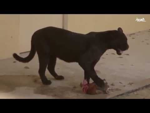 محمية العرين تحتفل بتواجد النمر الأسود