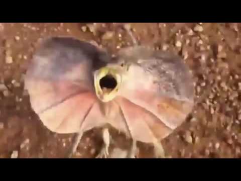 بالفيديو  سحلية ضخمة تطارد شابا حاول تصويرها