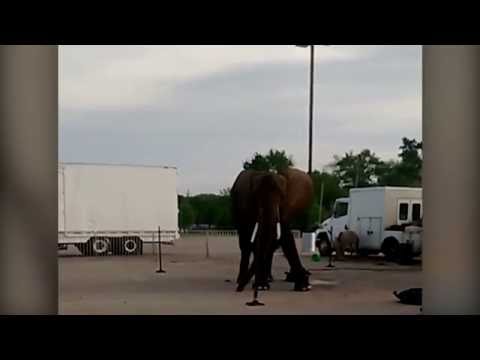 شاهد لقطات صادمة لإجبار فيل على الوقوف داخل سياج كهربائي