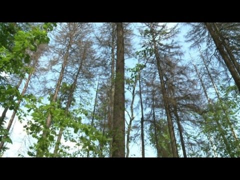 بالفيديو الحشرات والحطابون خطر مزدوج يتهدد غابة بولندية