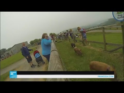 سباق للخنازير لأغراض سياسية في بريطانيا