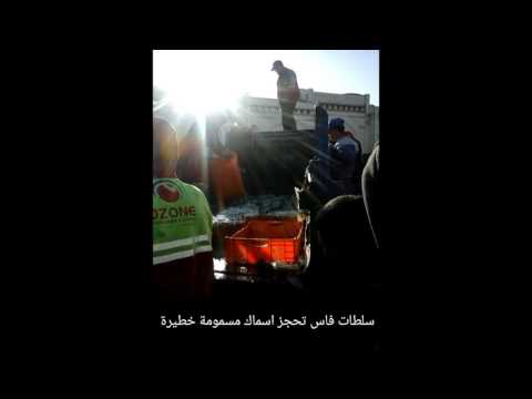 بالفيديو  سلطات فاس تحتجز أطنانا من الأسماك المسمومة