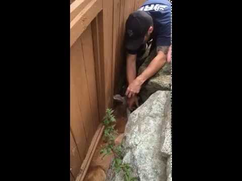 شاهد رجال الإنقاذ ينتشلون غزال سقط في مكان غريب