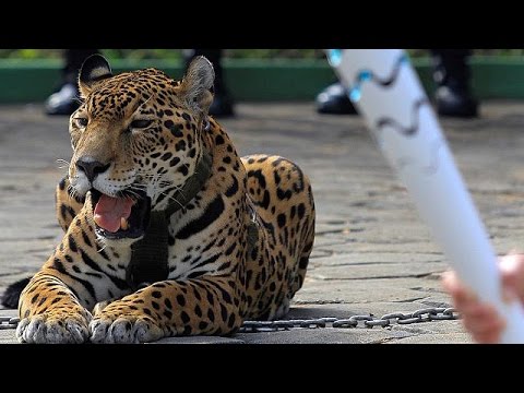 البرازيل تقتل النمر المشارك في عرض أوليمبياد ريو دي جانيرو