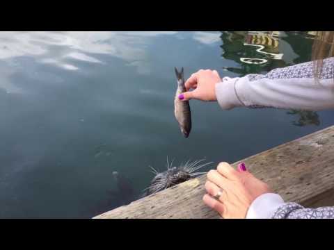 لحظة هجوم طيور النورس على المتنزهين وسرقتهم