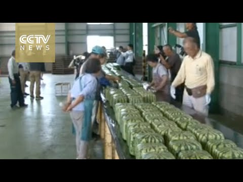 بالفيديو اليابان تبدأ في بيع بطيخ مكعبات