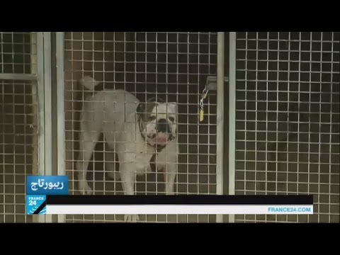 شاهد ازدياد ظاهرة التخلي عن الكلاب في فرنسا